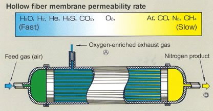 Hollow fiber membrane permeability rate